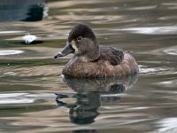 RingNeckDuck6.jpg