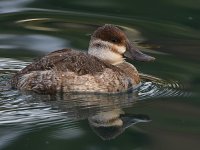 RuddyDuck2.jpg