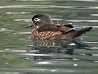 WoodDuck.jpg