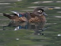 WoodDuck2.jpg