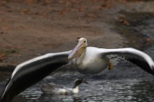 Pelican2.jpg