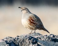 GambelsQuailFemale-504.jpg