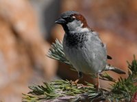 Sparrow5.jpg