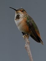 Hummer7.jpg