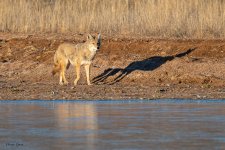Coyote-510.jpg