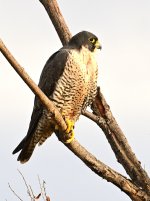 ROY_2927.JPG