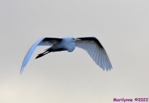 DSC_9197_001.JPG