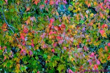 DSC_9180_001.JPG