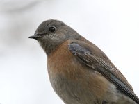 Bluebird5.jpg