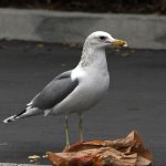 Gull9.jpg