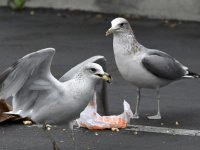 Gull7.jpg