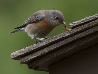 Bluebird2.jpg