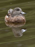 Wigeon2.jpg