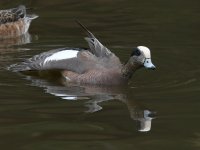 Wigeon.jpg