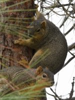 Squirrel.jpg