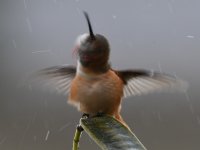 Hummer10.jpg