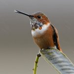 Hummer4.jpg