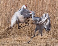 SandhillFight-510.jpg