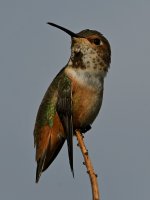 Hummer10.jpg