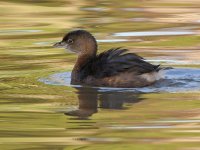Grebe4.jpg
