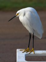 Egret5.jpg