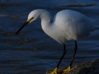 Egret9.jpg