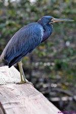 DSC_9204_001.JPG