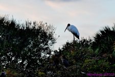 DSC_9216_001.JPG