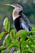 DSC_9228_001.JPG