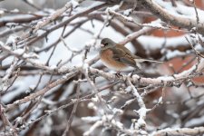 JuncoTreeSnow-520.jpg