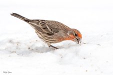 HouseFinchSnow-525.jpg