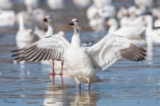 SnowGoose-520.jpg