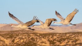 SandhillThree-502.jpg