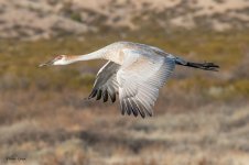 SandhillJuvFlight-526.jpg