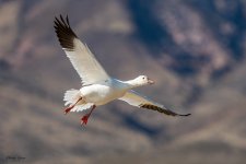 SnowGooseFlight-526.jpg