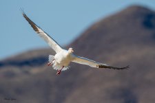 SnowGooseFlight-527.jpg