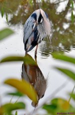 DSC_9243_001.JPG