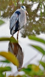 DSC_9246_001.JPG