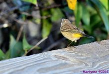 DSC_9285_001.JPG