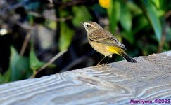 DSC_9286_001.JPG