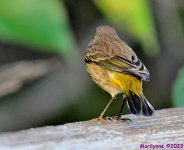 DSC_9288_001.JPG