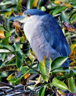 DSC_9299_001.JPG