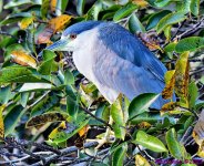 DSC_9301_001.JPG