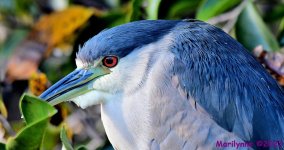 DSC_9307_001.JPG