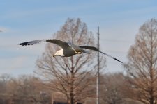 500_0128R_ShSt_cr.jpg