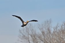 500_0050R_LSh_cr.jpg