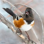 SpottedTowhee-535.jpg