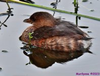 DSC_9319_001.JPG