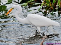 DSC_9323_001.JPG