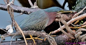 DSC_9329_001.JPG